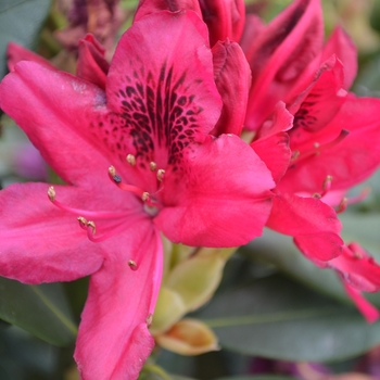Rhododendron 'Nova Zembla' - 'Nova Zembla' Rhododendron 