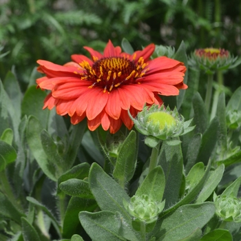 Gaillardia aristata 'SpinTop Red' - Blanket Flower