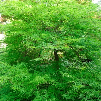 Acer palmatum var. dissectum 'Viridis' (Japanese Maple) - Viridis Japanese Maple