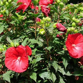 Hibiscus 'Summerific® Cranberry Crush' - Rose Mallow
