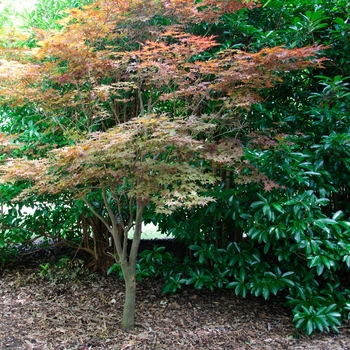 Acer palmatum 'Fireglow' - 'Fireglow' Japanese Maple