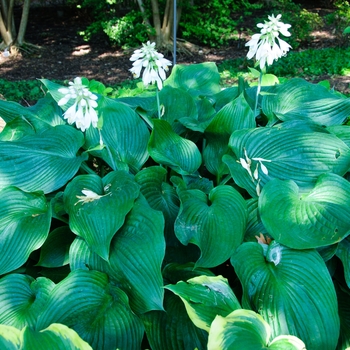 Hosta 'Blue Angel' - Plantain Lily