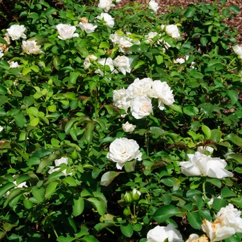 Rosa 'MEIcoublan' - Meidiland® White Rose