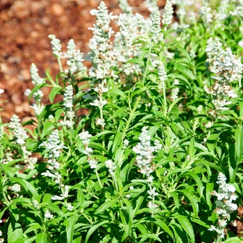 Salvia farinacea 'Cathedral White' - Salvia