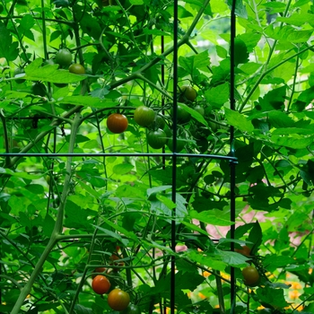 Lycopersicon esculentum 'Orange Zinger' - Tomato