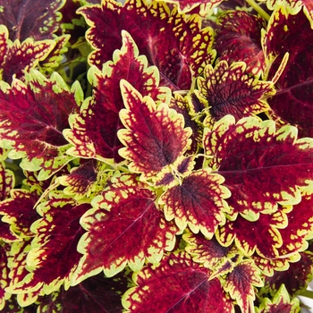 Coleus - Main Street Oxford Street