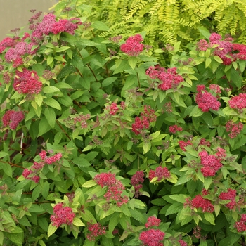Spiraea japonica - Double Play® Red