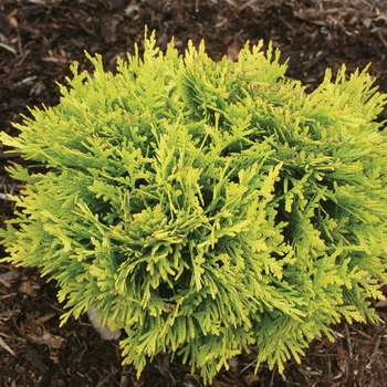 Thuja occidentalis - 'Anna's Magic Ball®' Arborvitae