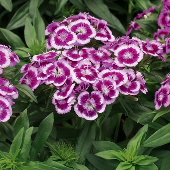 Dianthus barbatus 'Barbarini® Purple Picotee' - Border Carnation