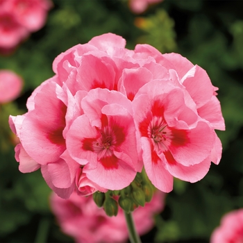 Pelargonium 'Calliope® Medium Pink Flame' - Geranium, Ivy