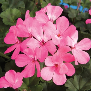 Pelargonium Caliente® 'Pink' - Geranium, Ivy