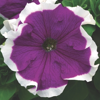 Petunia grandiflora 'Frost™ Velvet' - Petunia