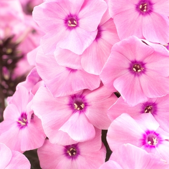 Phlox paniculata Sweet Summer® 'Dream™ Orange Rose' - Garden Phlox