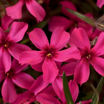 Phlox subulata 'Scarlet Flame' - Creeping Phlox