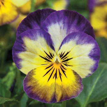 Viola cornuta 'Penny Primrose Picotee' - Pansy