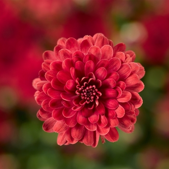 Chrysanthemum x morifolium 'Danielle Red' - Garden Mum