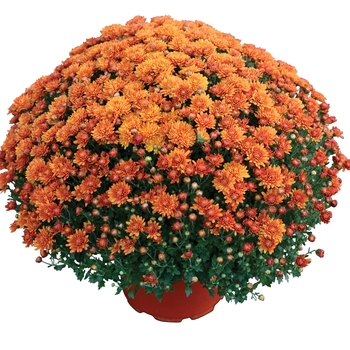 Chrysanthemum x morifolium 'Nikki Orange' - Garden Mum