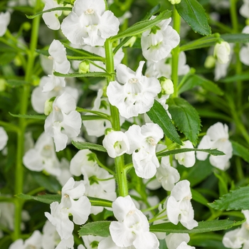 Angelonia 'Angelface® Super White' - Summer Snapdragon
