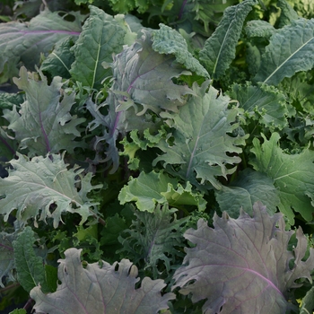 Brassica oleracea 'Simply Salad Storm Mixture' - Kale 