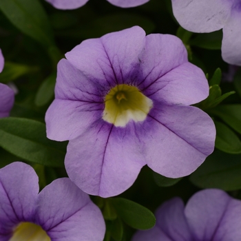 Calibrachoa (Mini Petunia) - Cabaret® 'Sky Blue'