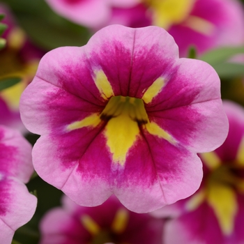 Calibrachoa hybrida - Can-Can® Bumble Bee Pink Mini Petunia