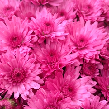 Chrysanthemum x morifolium - Jazzberry Pink 