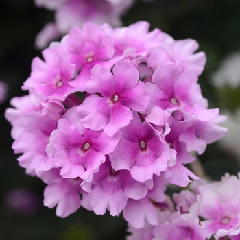 Verbena peruviana EnduraScape™ 'Pink Bicolor' - Verbena