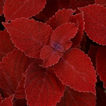 Solenostemon scutellarioides 'Ruby Slipper' - Ruby Slipper Coleus