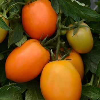 Lycopersicon esculentum 'Sunrise Sauce' - Tomato