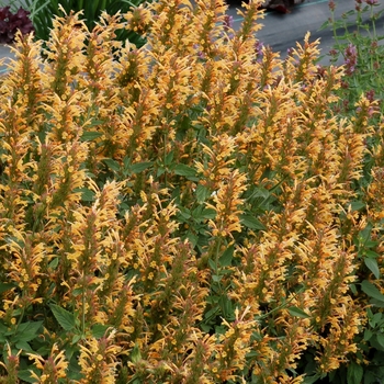 Agastache (Hummingbird mint) Kudos™ 'Gold' - Agastache