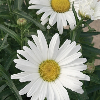 Leucanthemum 'Daisy May' - 'Daisy May' Shasta Daisy