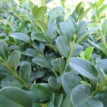 Buxus - 'Shadow Sentry™' Boxwood