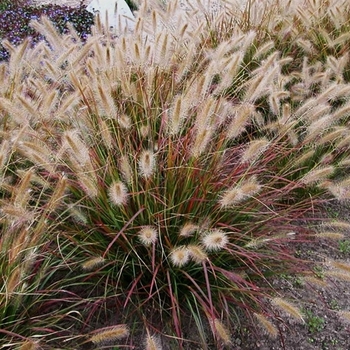 Pennisetum alopecuroides - Prairie Winds® 'Desert Plains'
