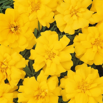 Tagetes patula 'Durango® Yellow' - Marigold
