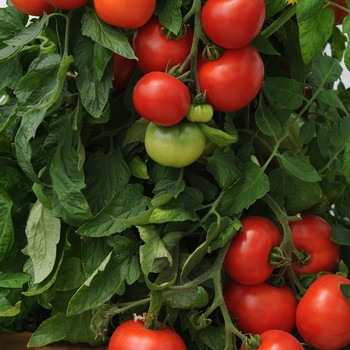 Lycopersicon esculentum 'Homeslice' - Tomato