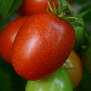 Solanum lycopersicum 'Little Napoli' - Tomato