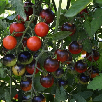 Lycopersicon esculentum 'Midnight Snack' Cherry - Tomato