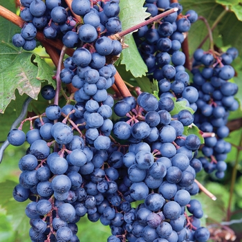 Vitis labrusca 'Blue Concord' - Grape