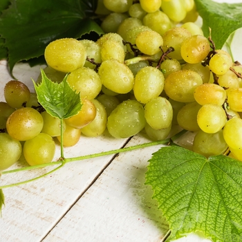 Vitis labrusca 'Himrod Seedless' - Grape