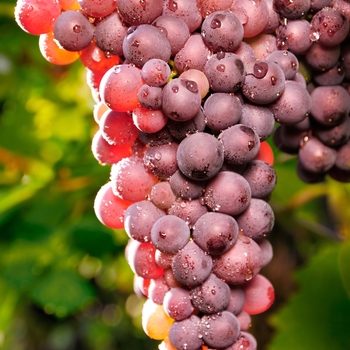 Vitis vinifera 'Reliance' - Grape