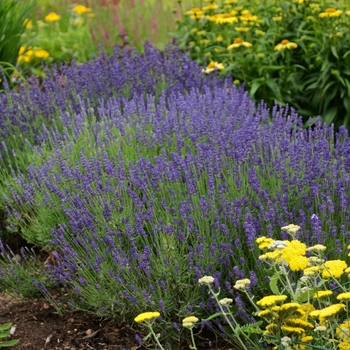 Lavandula angustifolia 'Hidcote Blue' - Lavender