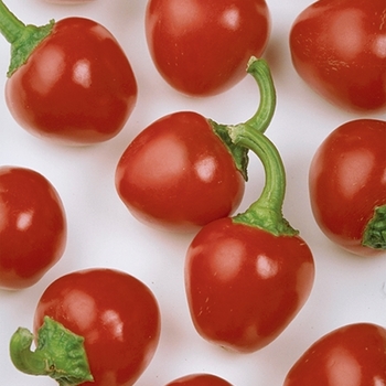 Capsicum annuum 'Cherry Pick' - Pepper, Sweet Bell