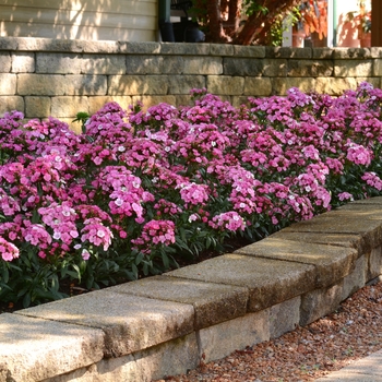 Dianthus (Interspecific Dianthus) - Jolt™ 'Pink Magic'