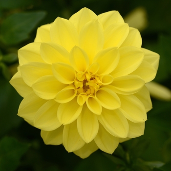 Dahlia Dalaya® 'Yellow' - Dahlia 