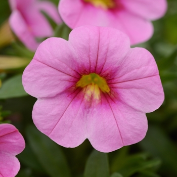 Calibrachoa hybrida - Conga™ Pink Mini Petunia