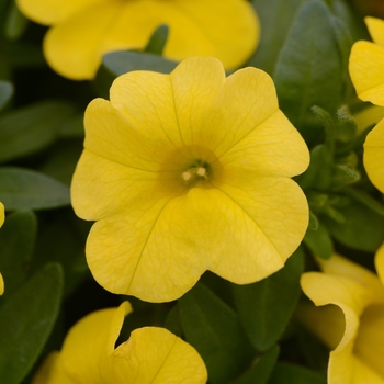 Calibrachoa hybrida - Conga™ Deep Yellow Mini Petunia