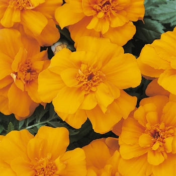 Tagetes patula 'Durango Orange ' - Durango® Dwarf Anemone French Marigold