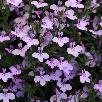 Lobelia erinus 'Early Springs Lavender Pink' - Early Springs™ Lobelia