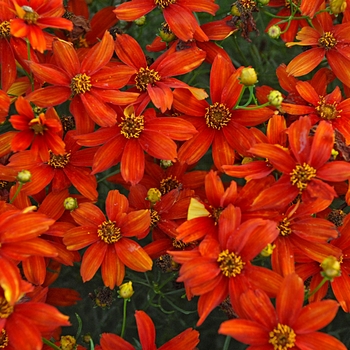 Coreopsis Sizzle & Spice® ''Crazy Cayenne'' - Tickseed