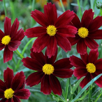 Coreopsis L'il Bang™ 'Red Elf' - Tickseed